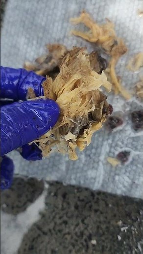 What is found in a horses sheath during a sheath cleaning