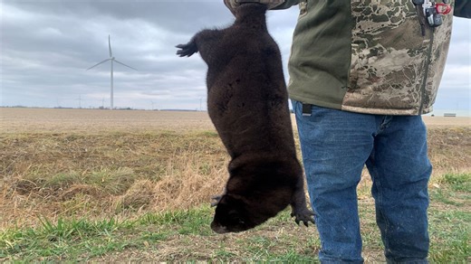 Thousands of mink remain on the loose after being released from Ohio farm