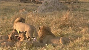 17K views · 110 reactions | Not all the big cats think alike. Lions and leopards can share overlapping but they lead very different lives. See what unfolds when a new pride enters the fray in this Sunday's Wild Africa premiere Predator Land: Lions & Leopards. | National Geographic Africa | Facebook