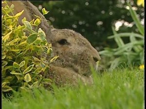 Teletubbies Favoritsaker del 13 (svenska)