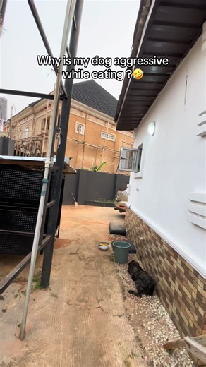 Why Dogs Get Aggressive While Eating: Understanding the Behavior