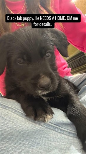 Free Lab Mix Puppy | Dogs | KSL Classifieds