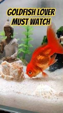 Are You Making These 3 EXPENSIVE 🐠 Goldfish Mistakes Every Day?
