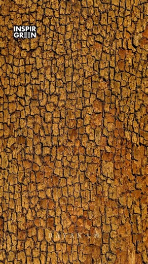 Why Tree Bark Looks So Different | Forest Science