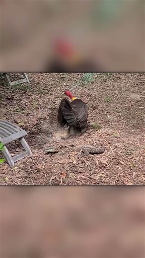 Turkey Defends Her Nest From a Giant Monitor Lizard!