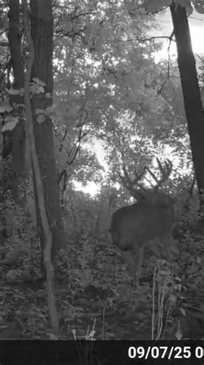 Trail Cam Proves This Mock Scrape Works!
