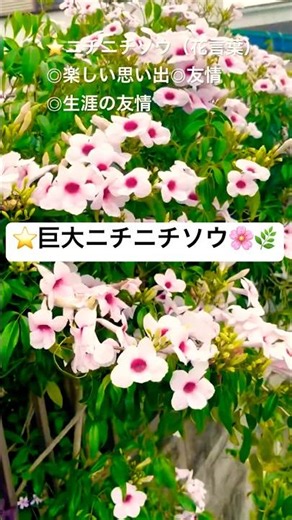 【💓圧倒的な存在感の巨大日々草〜(๑˃̵ᴗ˂̵)❤️】#巨大ニチニチソウ #可愛いお花 #flowers #癒し #植物 #shorts