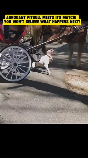 Arrogant Pitbull Learns a Lesson in Humility | Amazing Interesting Facts