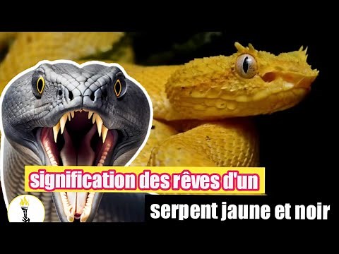signification des rêves d'un serpent jaune et noir