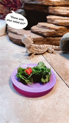 #beardeddragon #fyp #beardiesoftiktok #petreptile #reptile #reptilesoftiktok #reptiletiktok #dragons #foryoupage