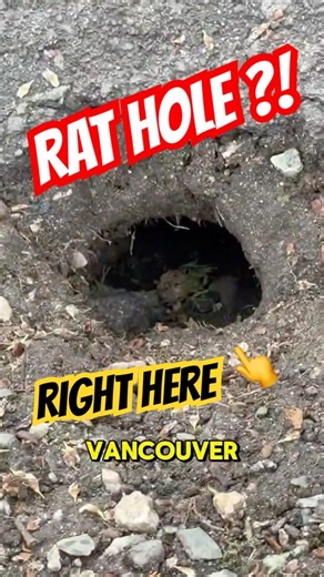 Do You Have Rat Burrow Holes in Vancouver? Here’s How to Tell 🐀