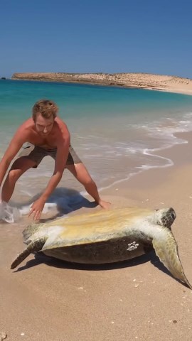 Sea Turtle Stuck On Remote Island