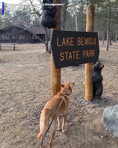 This dog named Trax decided to chime in with his own version of a tornado siren during the drill. | Cleveland 19 News
