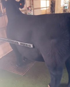 19M views · 1.3K reactions | I did not know cows could be this fluffy  | Lessons Learned In Life | Facebook