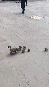 69K views · 4.3K reactions | Nice to see so many families visiting Spring St today. (And I thought three kids were a handful...) | Dan Andrews | Facebook