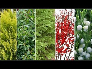 5 Best Plants for Winter Interest | Proven Winners® Year-Round Garden Color