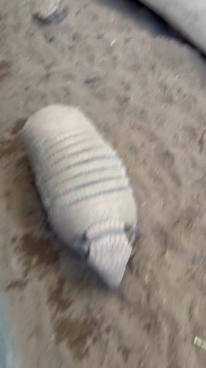 6.1K views · 187 reactions | #armadillo #armadilloskeepdigging #snakefarm | Animal World & Snake Farm Zoo | Facebook