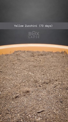 Yellow Zucchini, Snakefruit & Red Biquinho | Boxlapse