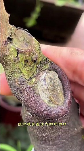 Basketball joints cut pruning tools bonsai production