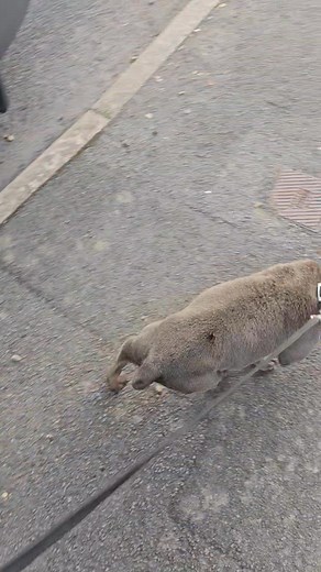 375K views · 2.3K reactions | WARNING , DISTRESSING FOOTAGE As a...