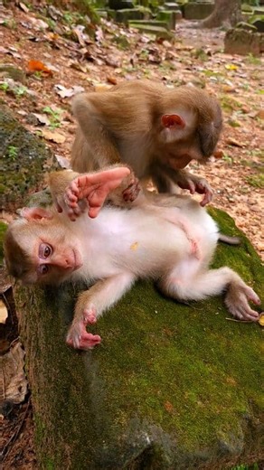 71K views · 684 reactions | Binky is giving grooming Tinky. | Video Reels | Facebook