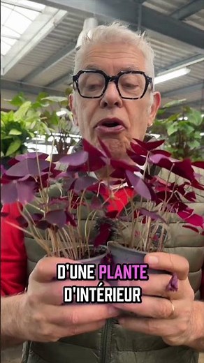 Oxalis, a houseplant