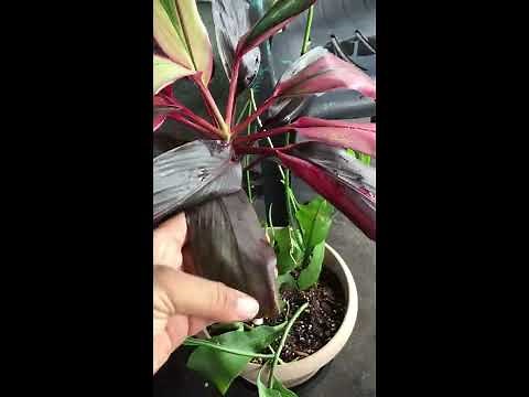 Ti Plant Rescue!! Cordyline Fruticosa