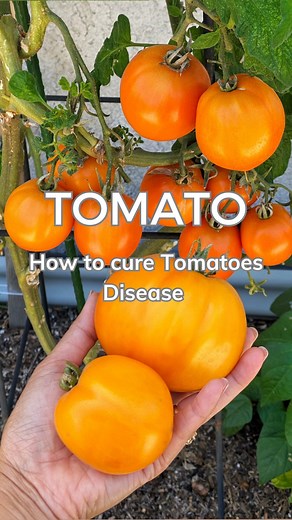 Sandra.Urbangarden on Instagram: "How I prevent fungus and disease on my tomatoes organically with baking soda. . BAKING SODA helps the plants become less acidic and prevents fungal growth. . 🌱 Make baking soda solution by adding 1 tablespoon of baking soda into one gallon of water . - Spray the plant completely, reaching both the upper and lower leaves and stems. 🌱 I would recommend to spray in the evening after the sunset (heat can damage the leaves after spraying) . I Spray once a day for a