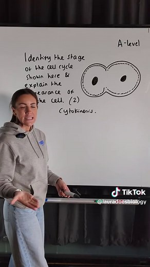 Understanding Cell Cycle Stages and Cell Appearance