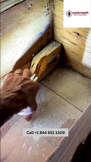 Cockroachpestcontrol - keep your home safe