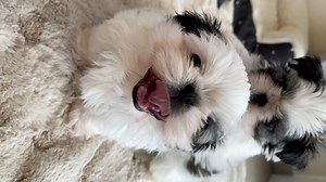 Beautiful Shih Tzu Puppies #dog #shihtzu #pet #puppy #girl #toocute #doglife #doglover | Ma Lor