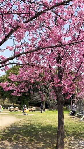 【KYOTO】Must-See Tourist Attraction - Umekoji Park