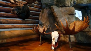 Sneak peek: World-record moose among trophy mounts at upcoming Bass Pro event