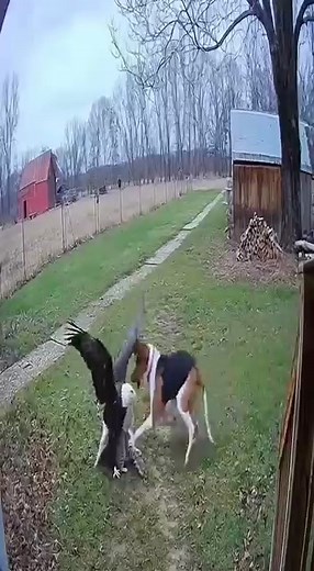 94K views · 258 reactions | Dog Saves Cat From Eagle Then They Team Up To Fight Predator Together!#animalshorts#dog#cat#eagle | LifeLoom Animal | Facebook