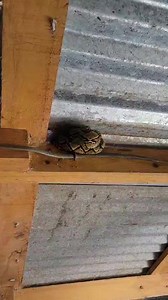 Remoción de pitón reticulada en hogar, En Comerío. 🐍Las pitones reticuladas son sensibles al frío extremo, ya que su metabolismo depende del calor externo. Cuando la temperatura baja demasiado, se vuelven letárgicas y pueden buscar refugio en lugares cálidos, como garajes, áticos o dentro de los hogares. En climas fríos, su supervivencia depende de encontrar suficiente calor para mantenerse activas. #Proyectoretic #reticuladas #invasivespecies #puertorico | Proyectos Retic