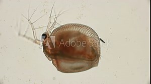 water flea Daphnia Ceriodaphnia reticulata pink, under a microscope
