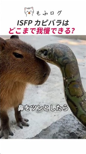 カピバラの忍耐力の最後はどうなったのか？