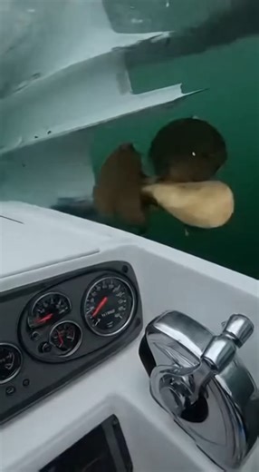 Propeller Hits Debris - Boat Shakes Violently! 🔩 #PropellerStrike | Boat Fails