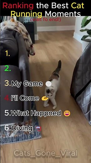 Ranking The Best Cat Running Moments 😂🐱💨 #shorts
