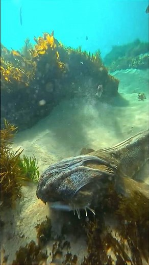 Octopus Vs Shark 🦈 - Octopus 🐙 Fights A Shark On The Seabed #shark #octopus