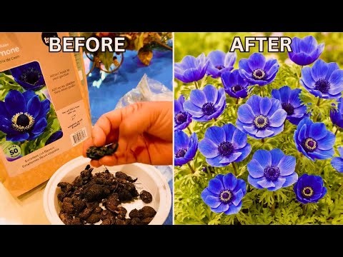 Plant Anemone Bulbs the RIGHT Way 🌸 (5 Months of Blooms - June to November) | Canadian Planting