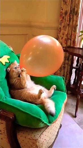 balloon me air nhi jari thi billi se bar wadi air 😂😜😹 #shortsfeed #funny