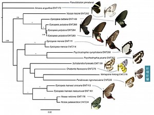 發現擬態絹粉蝶的鳳蛾新屬——Mimaporia，這在擬態研究上有什麼意義呢？ - PanSci 泛科學