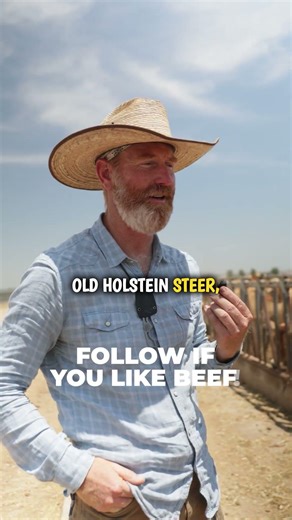 Bad cow behavior gets IMMEDIATE consequences 😲🐂