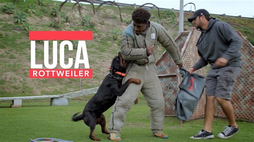 Luca the Rottweiler update