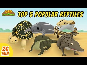 Top 5 Popular Reptiles Minisode Compilation - Leo the Wildlife Ranger | Animation | For Kids