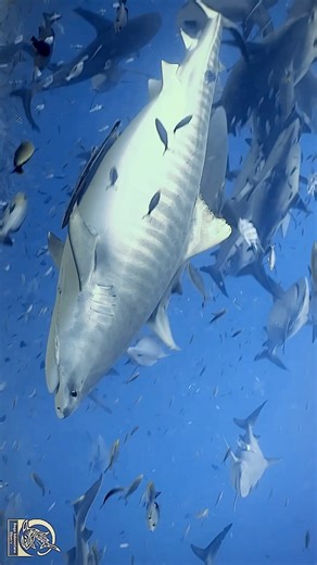 8.4K views · 278 reactions | TIGER SHARKKK This stunning female Tiger Shark expected the royal treatment but she doesn’t know our Bulls!  It takes a lot to impress this gang…they think they own this site. And you know what? They really do!   @tashiblue #thefijisharkdive #tigershark #tiger #shark #bullshark #sharks #sharknado #preggers #babyshark #gang #crew #bad #family #dive #fiji #underwater #ocean #magic | Beqa Adventure Divers | Facebook