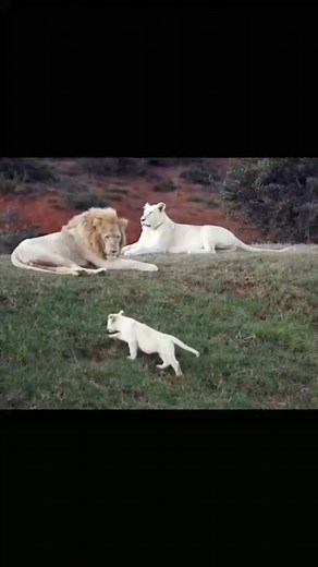 Beautiful white Lion family #lionking 🥰🥰🥰 | Nature & Wild