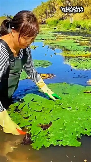 온통 가시투성이! 신기한 수생식물 속 숨겨진 씨앗을 찾아내는 놀라운 작업 #worker #process #harvest #waterlily #farming