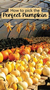 @boysnberriesfarm is the ultimate, family fall fun destination in Brainerd, MN. We took a trip to the patch to find the perfect pumpkin, and thought we’d share some tips for picking. They have an incredible variety of pumpkins, adorable photo-op spots, local goods and crafts, and even goats and chickens to pet on the weekends. 🐓Whether you’re picking pumpkins for Jack-o-Lanterns or to make delicious treats - Boysnberries has the perfect gourd for you! Locatied at 9925 St. Mathias Rd in Brainerd